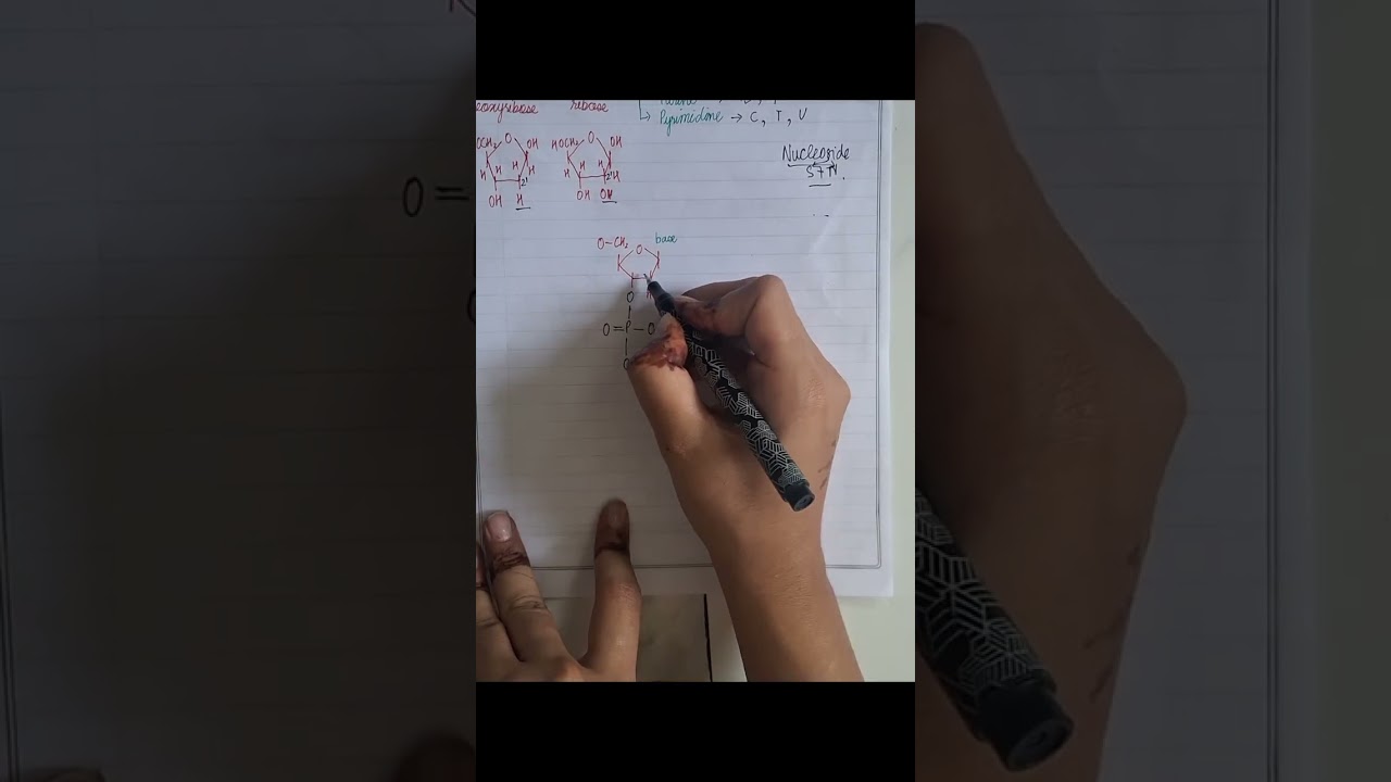 Polynucleotide chain | 