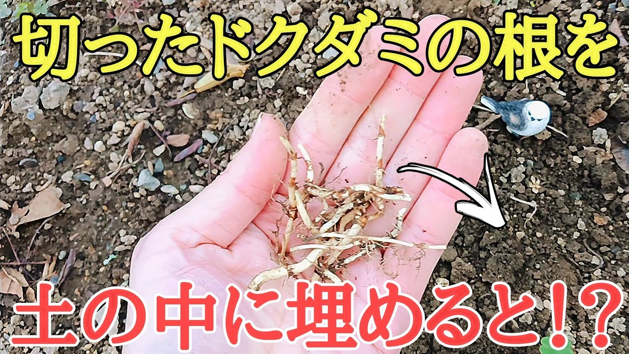 目からうろこの雑草対策｜ドクダミを減らす方法と増やす方法
