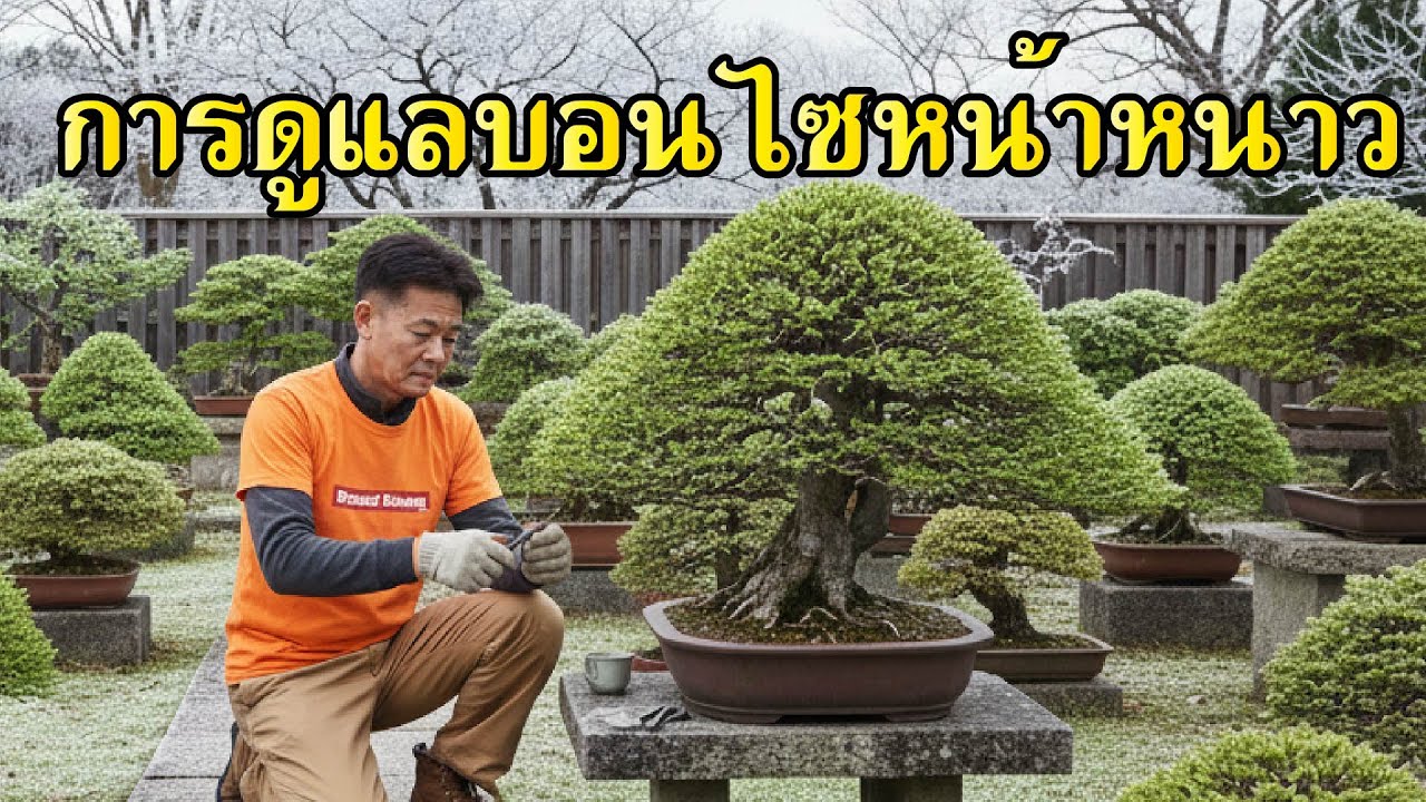 ดูแลบอนไซหน้าหนาว ควรตัดมั้ย ให้ปุ๋ยได้มั้ย ตัดรากได้มั้ย?