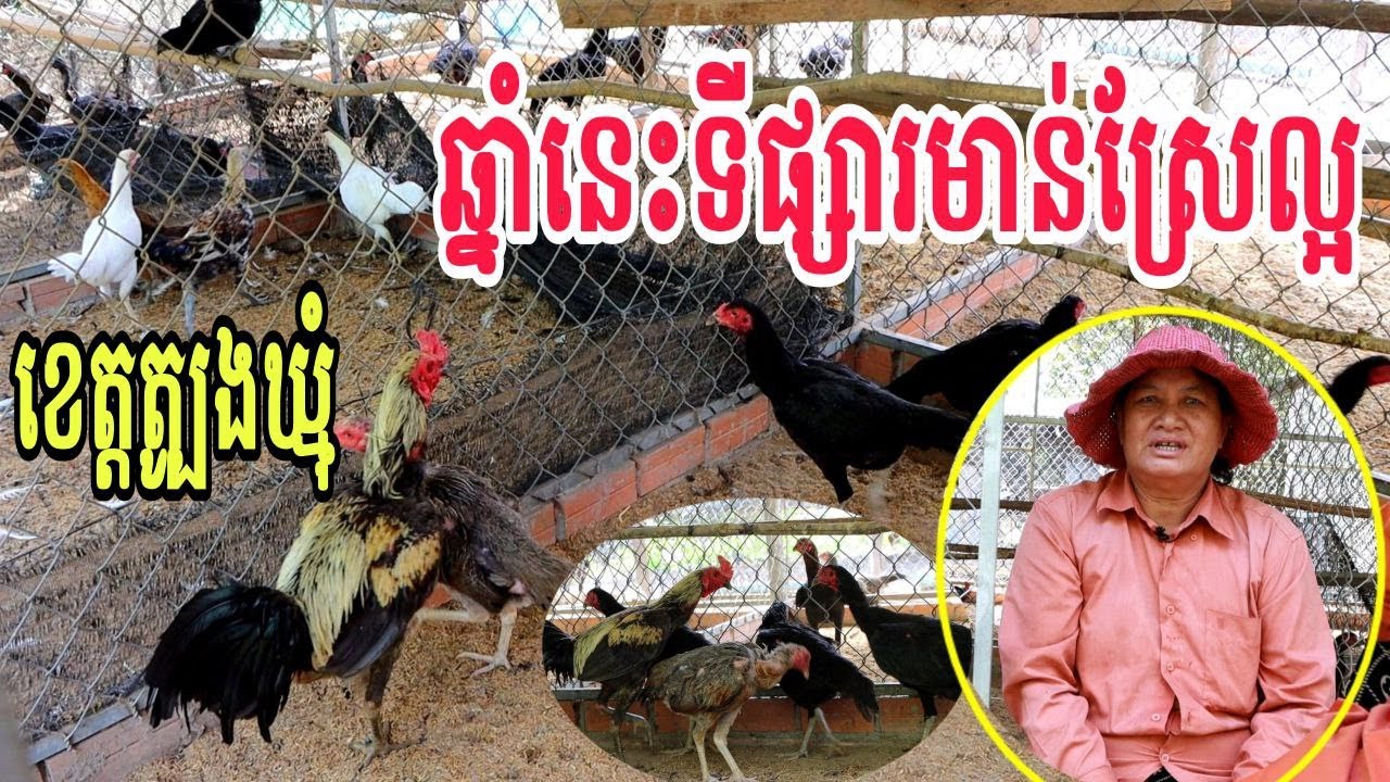 ចិញ្ចឹមមាន់ស្រែ១ខែលក់បាន៥០ទៅ៨០គីឡូ