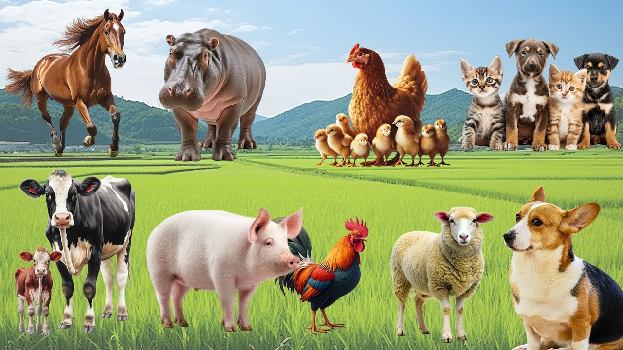 Farm Animals : Pigs, Sheep, Cats, Cows, Buffaloes, Ducks, Chickens, and Hippos –Farm Animal Video