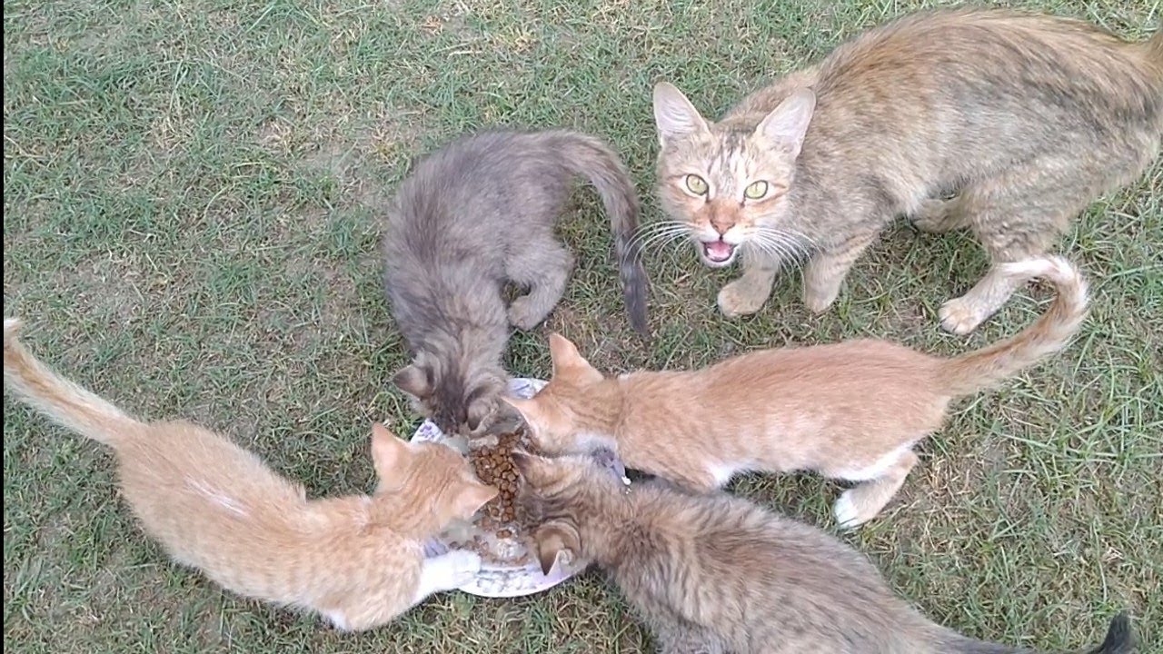 Mother Cat Complaining About Her Kittens They Are Not Sharing Food With Her