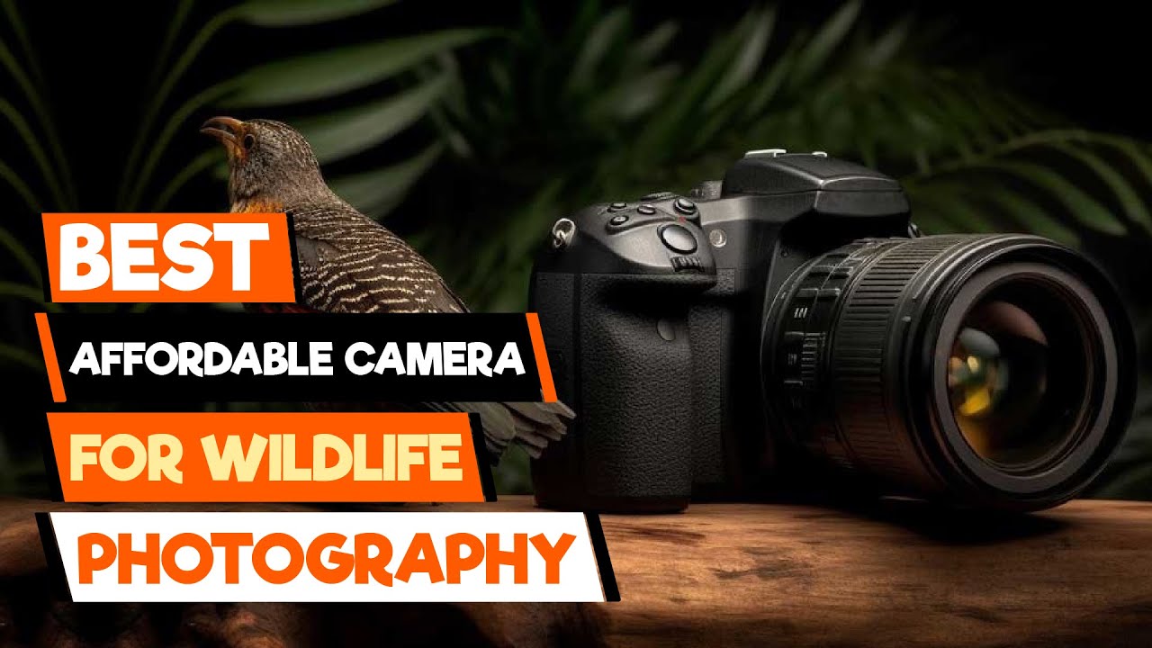 Wildlife Photography on a Dime: Best Budget Cameras for Capturing Creatures Great & Small