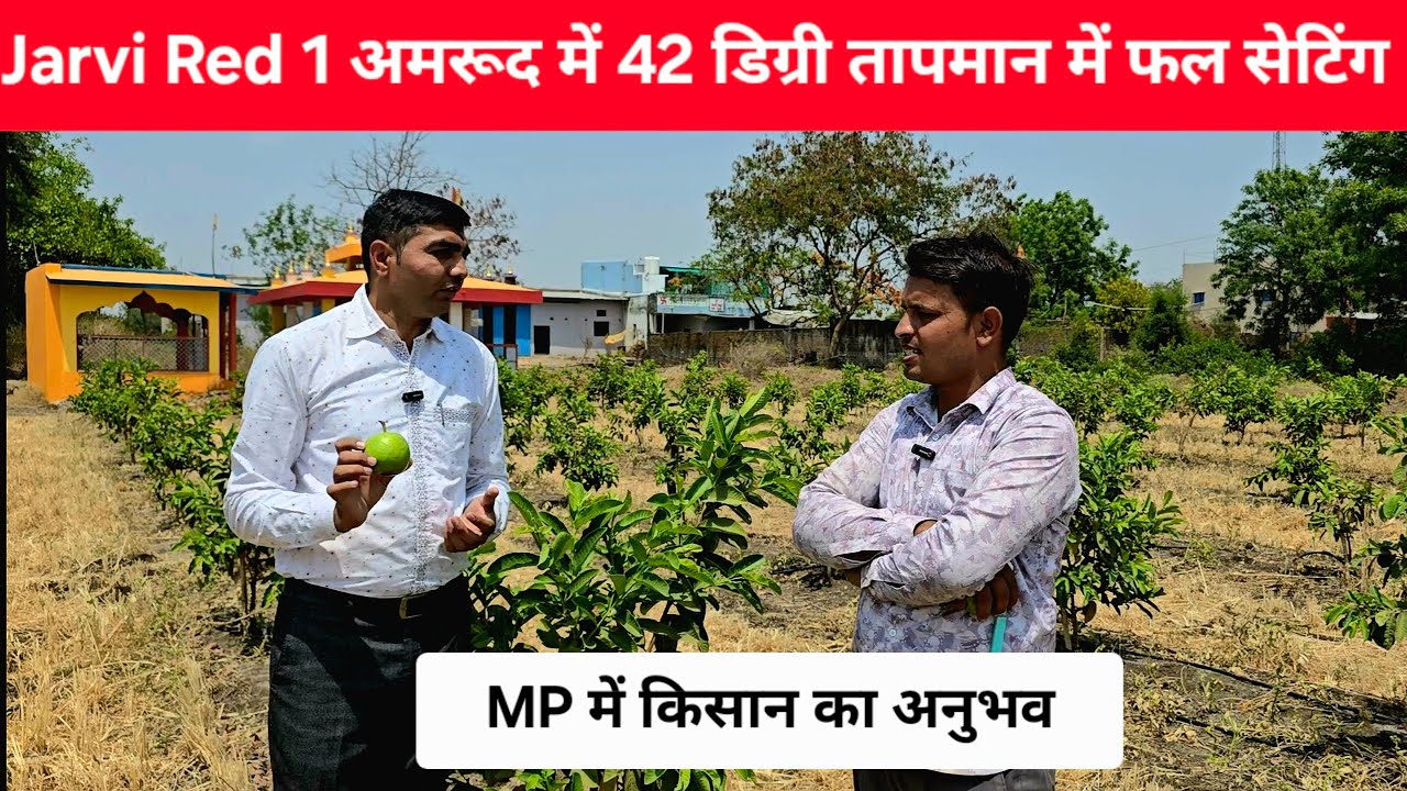 Jarvi Red 1 अमरूद में 42 डिग्री तापमान में फल सेटिंग : MP में किसान का अनुभव #9106310963