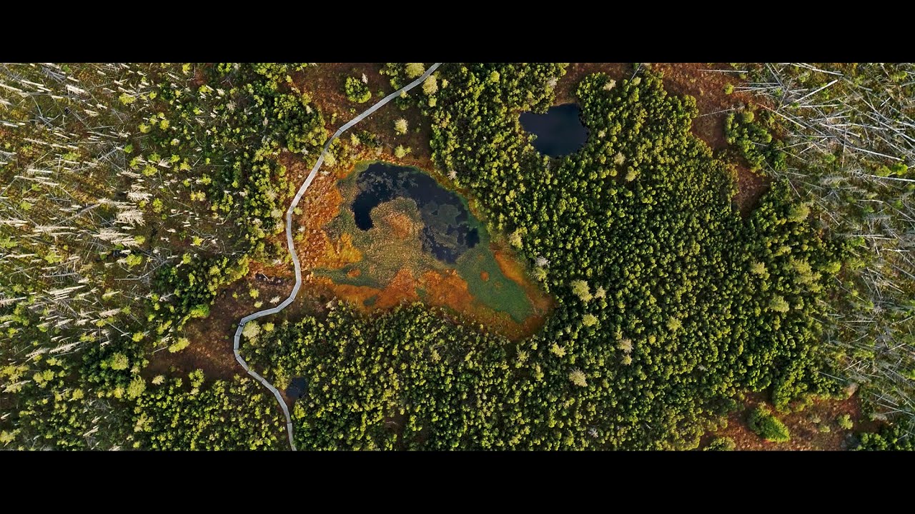 Trailer: 