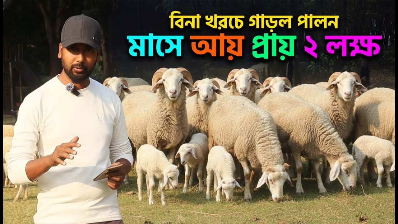 বিনা খরচে গাড়ল পালন! মাসে আয় প্রায় ২ লক্ষ টাকা!!