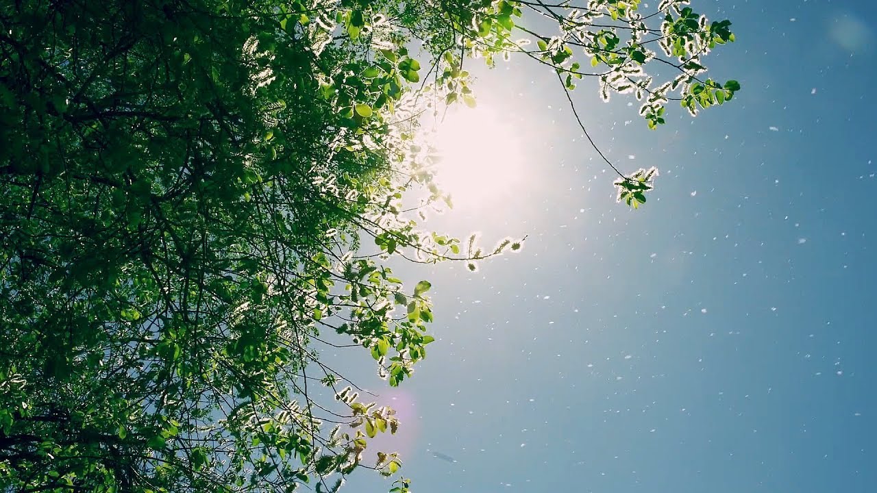 曾经的功臣如今的公敌 杨柳如何&ldquo;有絮不成灾&rdquo;