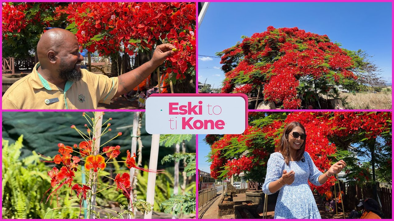 Eski to ti kone: The giant flamboyant tree and the dwarf flamboyant tree