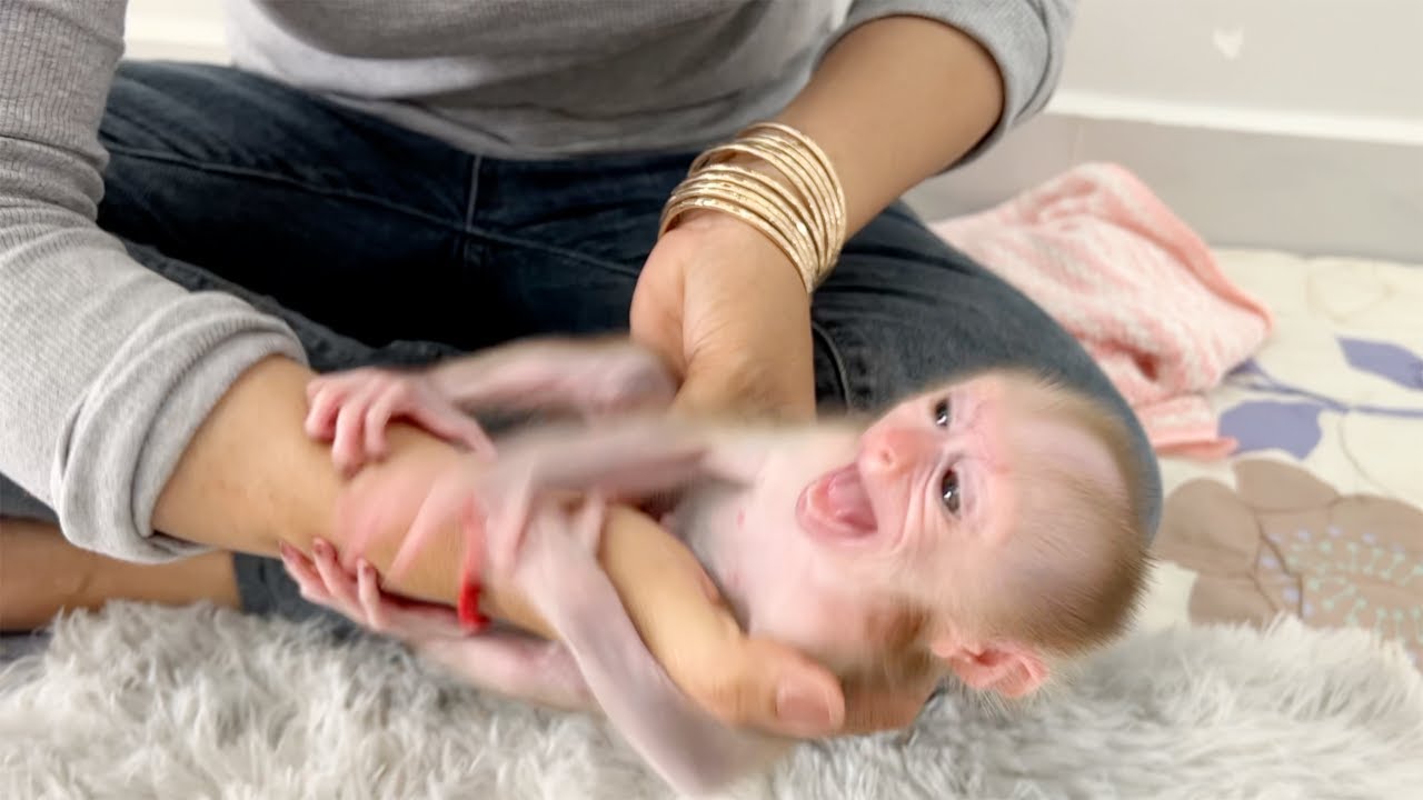 Baby Monkey Tauch Temper Tantrum With Mom Since Drop Him Down