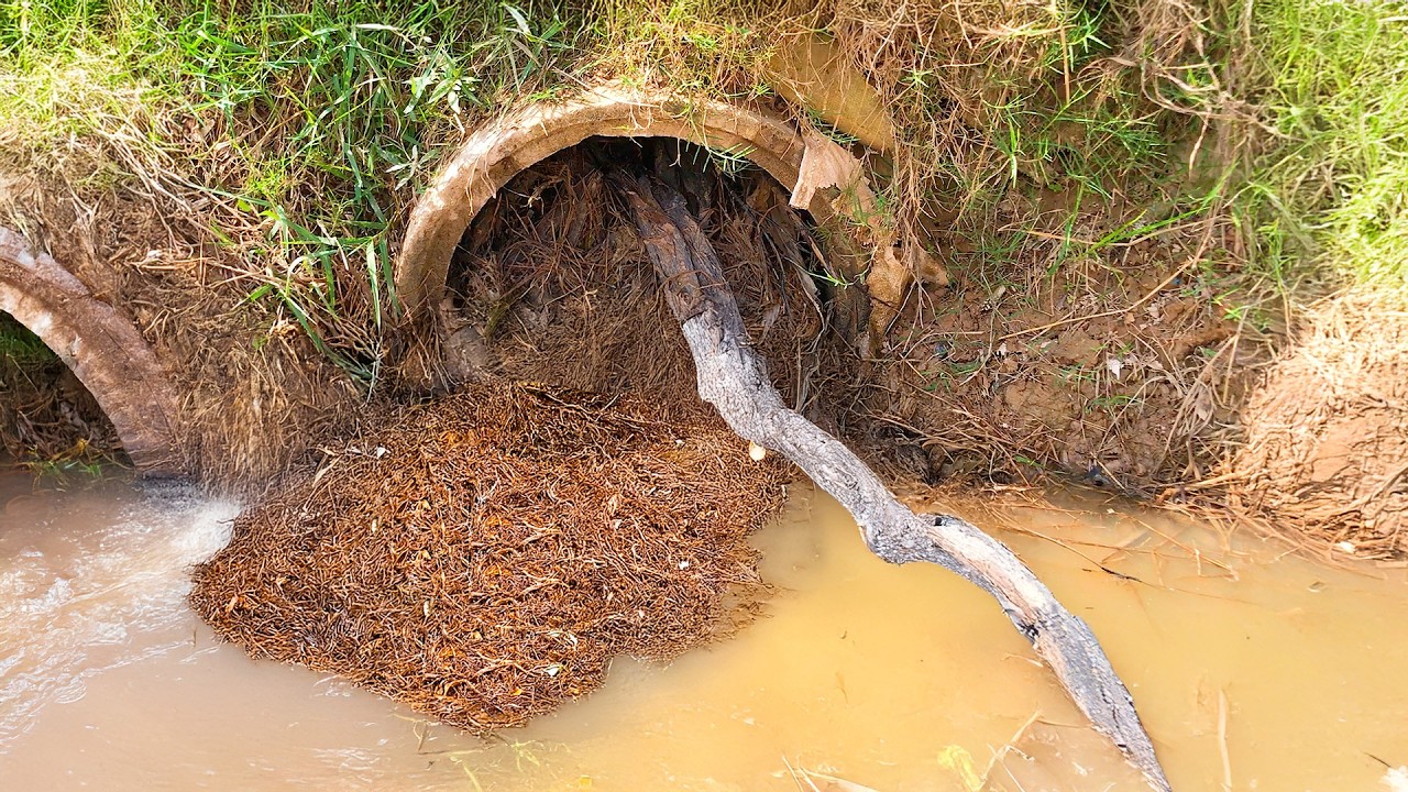 Massive Mud, Roots & Trash Removed from Blocked Culvert