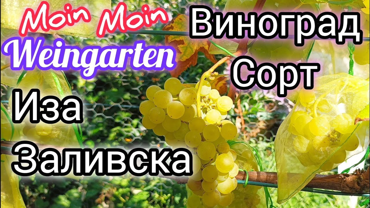 Виноград Иза Заливска. Iza Zalivska