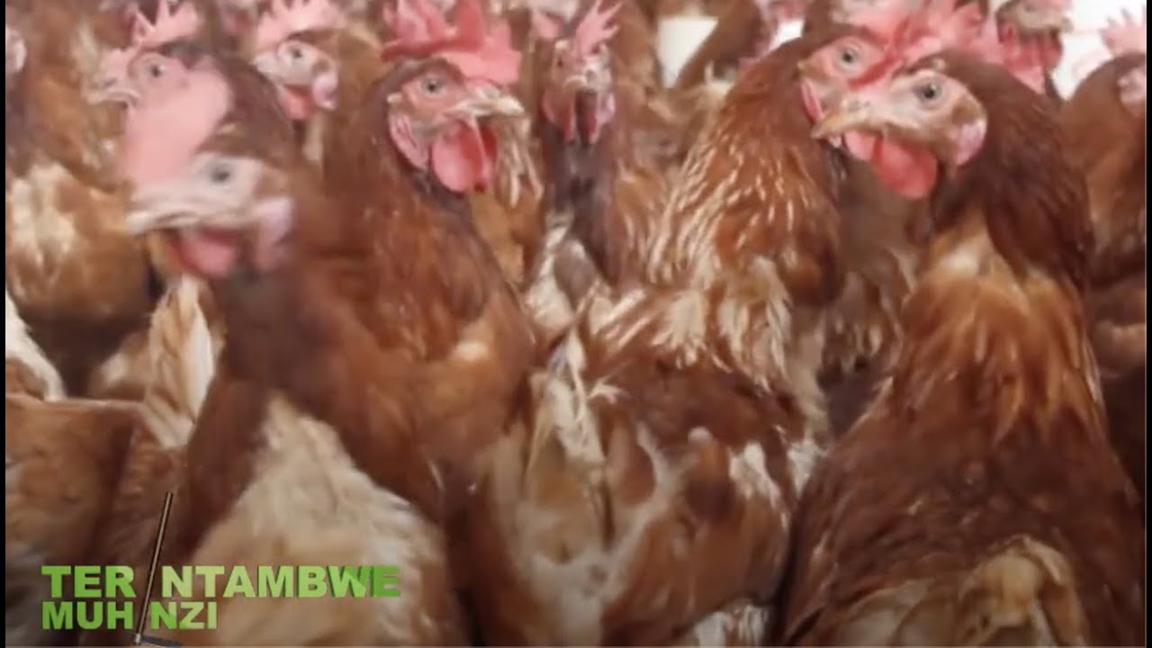 Kugaburira neza inkoko zikaguha umusaruro mwiza | Ubworozi bw'inkoko | Tera Intambwe Muhinzi Mworozi