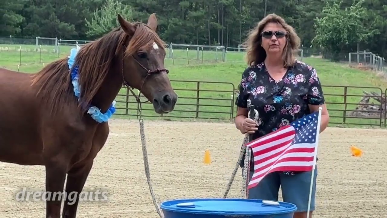 Building Connection and Confidence in horses of all ages #horse #training #equestrian #confidence