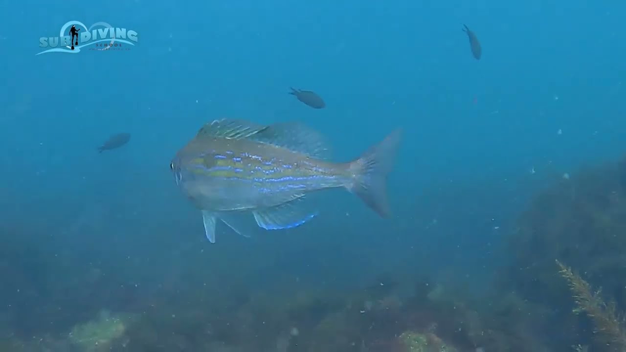 The best of Sub Diving Centre - Sozopol action, speedboat and scuba diving in Sozopol!
