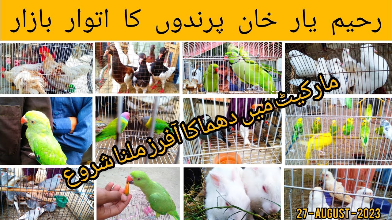 Rahim Yar Khan Sunday Birds Market latest updates 27-August-2023