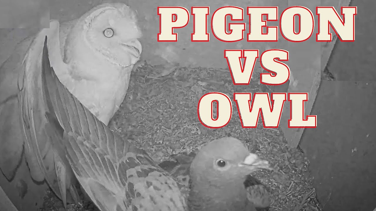 Owl vs Pigeon fight: Barn Owl also wants to breed inside, but the female pigeon has other plans.