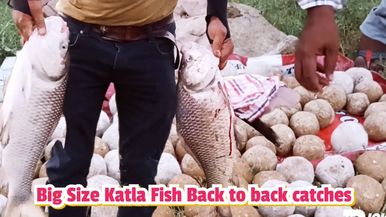 Katla Fish back to back catches || Katla Fish Ki Cherai