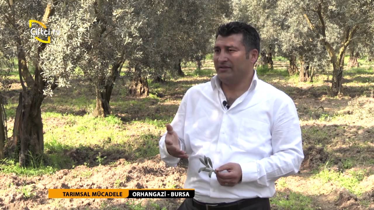 TARIMSAL MÜCADELE - ZEYTİNDE HALKALI LEKE