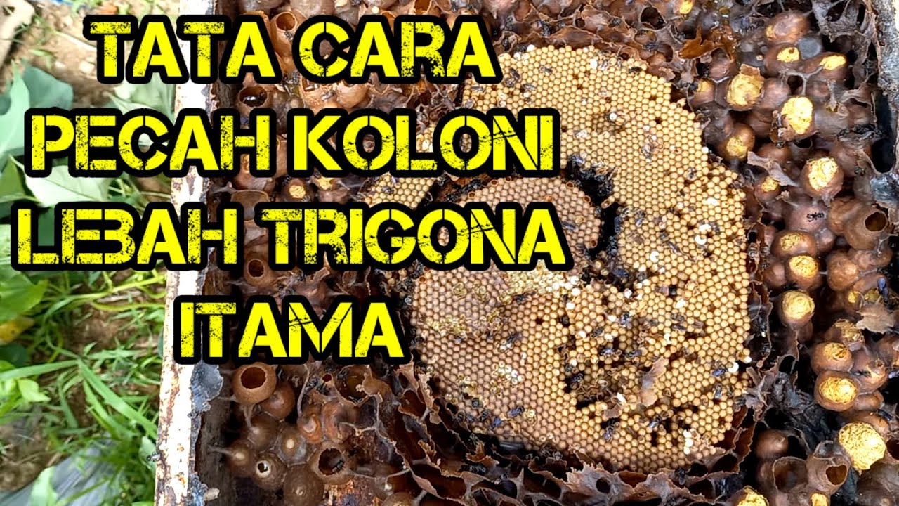 Cara pecah koloni lebah trigona,lebah madu trigona itama. #bee #lebah #klanceng #trigona