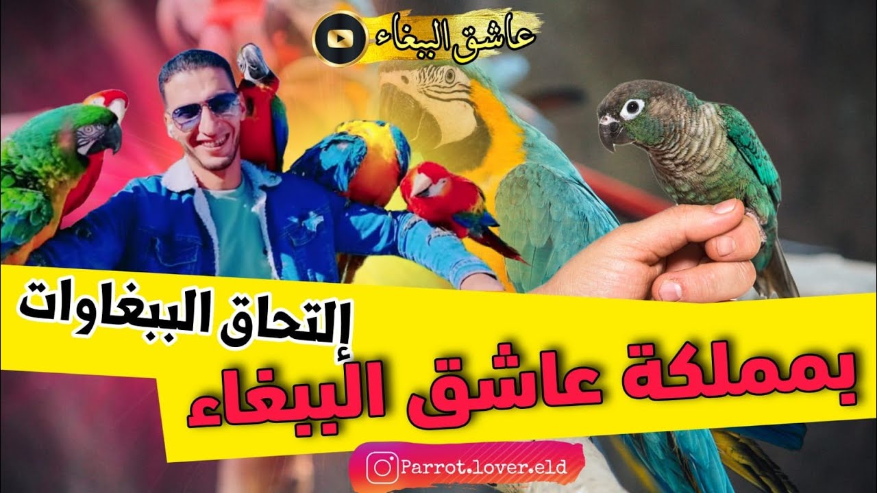 إلتحاق الببغاوات#بمملكة عاشق الببغاء ❤️‍🔥🤩🥇
