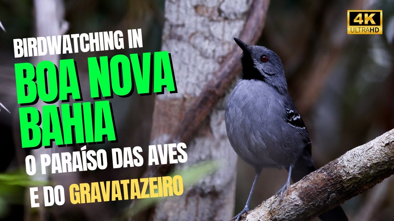 AVES RARAS E BIRDWATCHING EM BOA NOVA-BA | O para&iacute;so das aves. (4k)