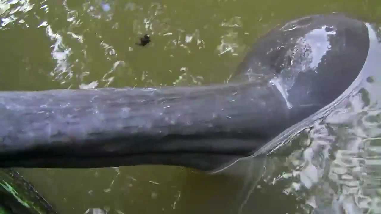 Do not pet a male dolphin's belly!!! you gotta see this - GRINGOintheAMAZON.com
