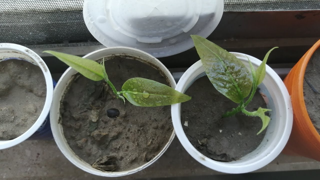 How To Grow Ritha plant From Seed.Grow Soap berry / soap nut Plant From Seed.रीठा को बीज से उगाएं