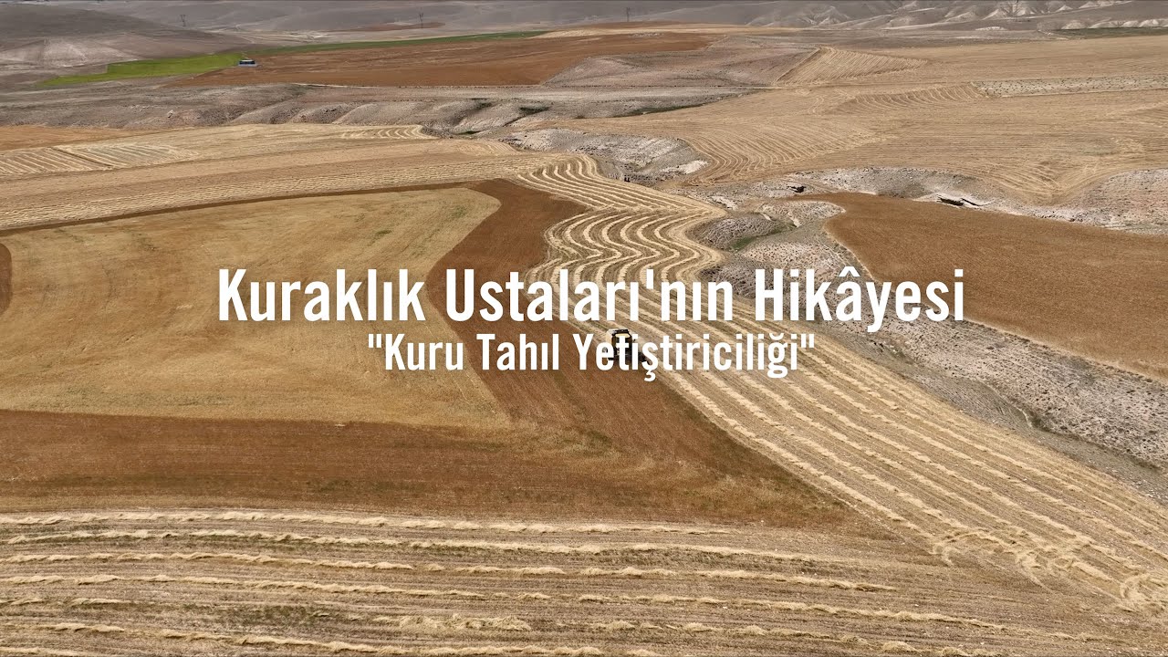 Kuru Tahıl Yetiştiriciliği