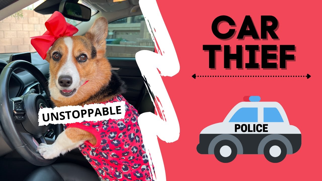 Dog Steals CAR! 