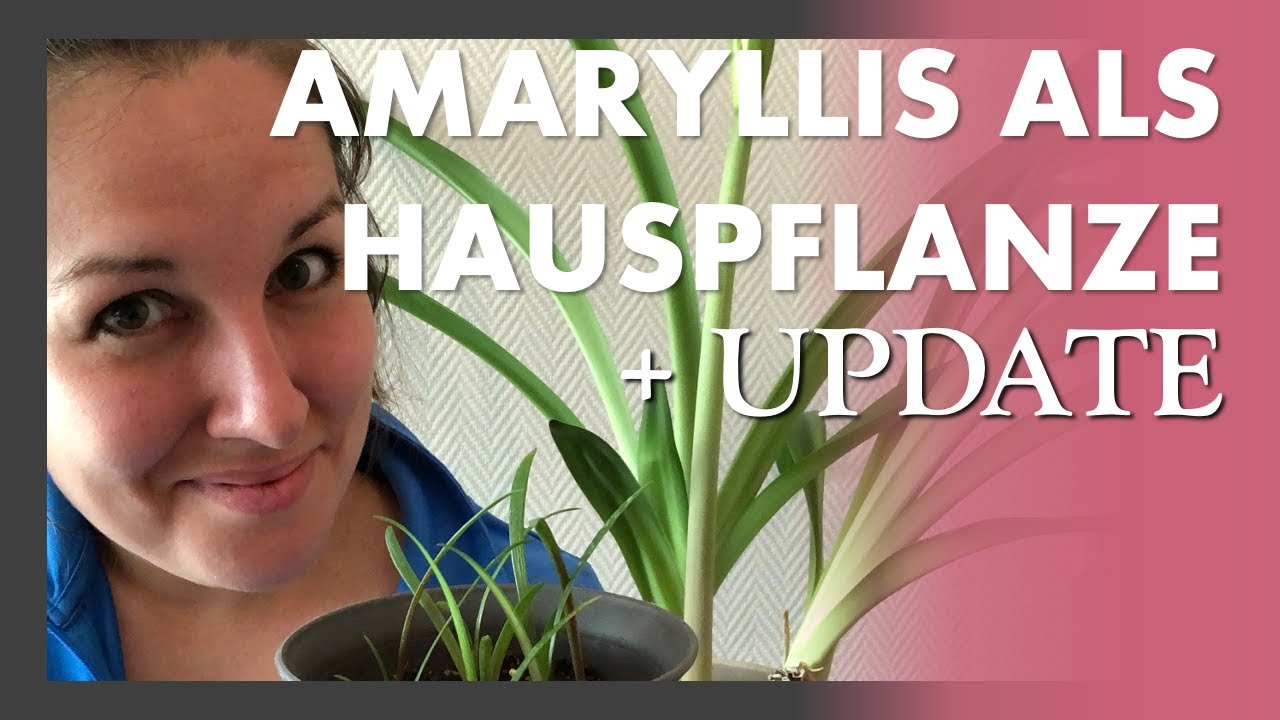 Amaryllis als HAUSPFLANZEN?! 🌸🌱❤️ Ein Update zu den Amaryllis Pflanzen und der Aussaat 😊