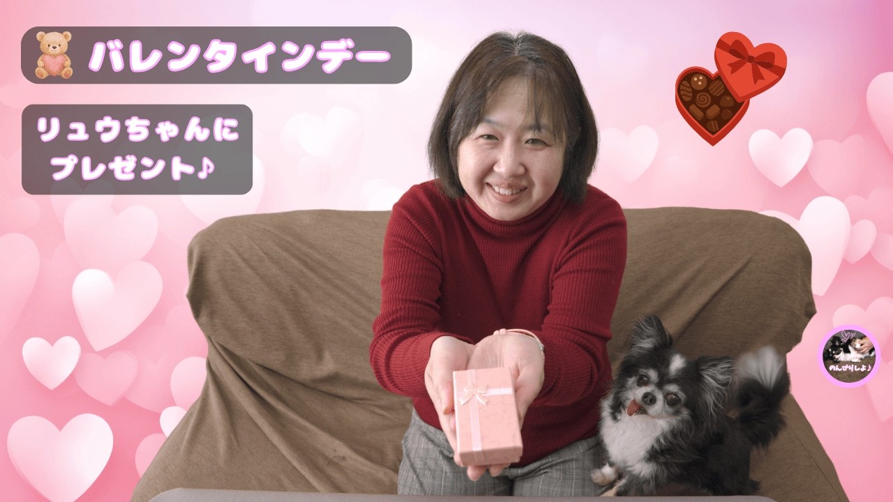 お母さんのおやつタイムを覗くチワワ｜リュウちゃんバレンタイン【リュウちゃんシリーズ＃27】