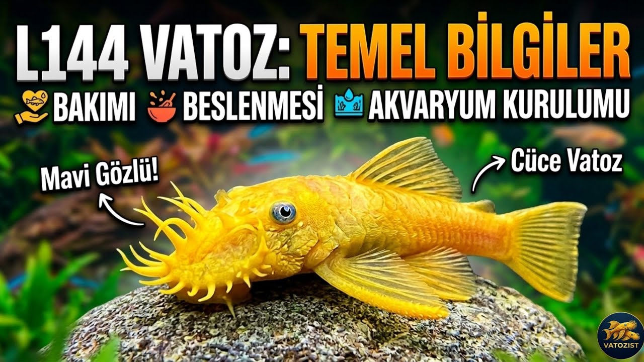 L144 Vatoz Hakkında Temel Bilgiler (Bakım, Beslenme ve Akvaryum Kurulumu) 🐟✨