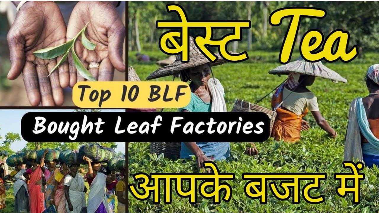 Top 10 Bought Leaf Tea Factory: Dooars and Terai | Chai Guru #teabusiness #tea