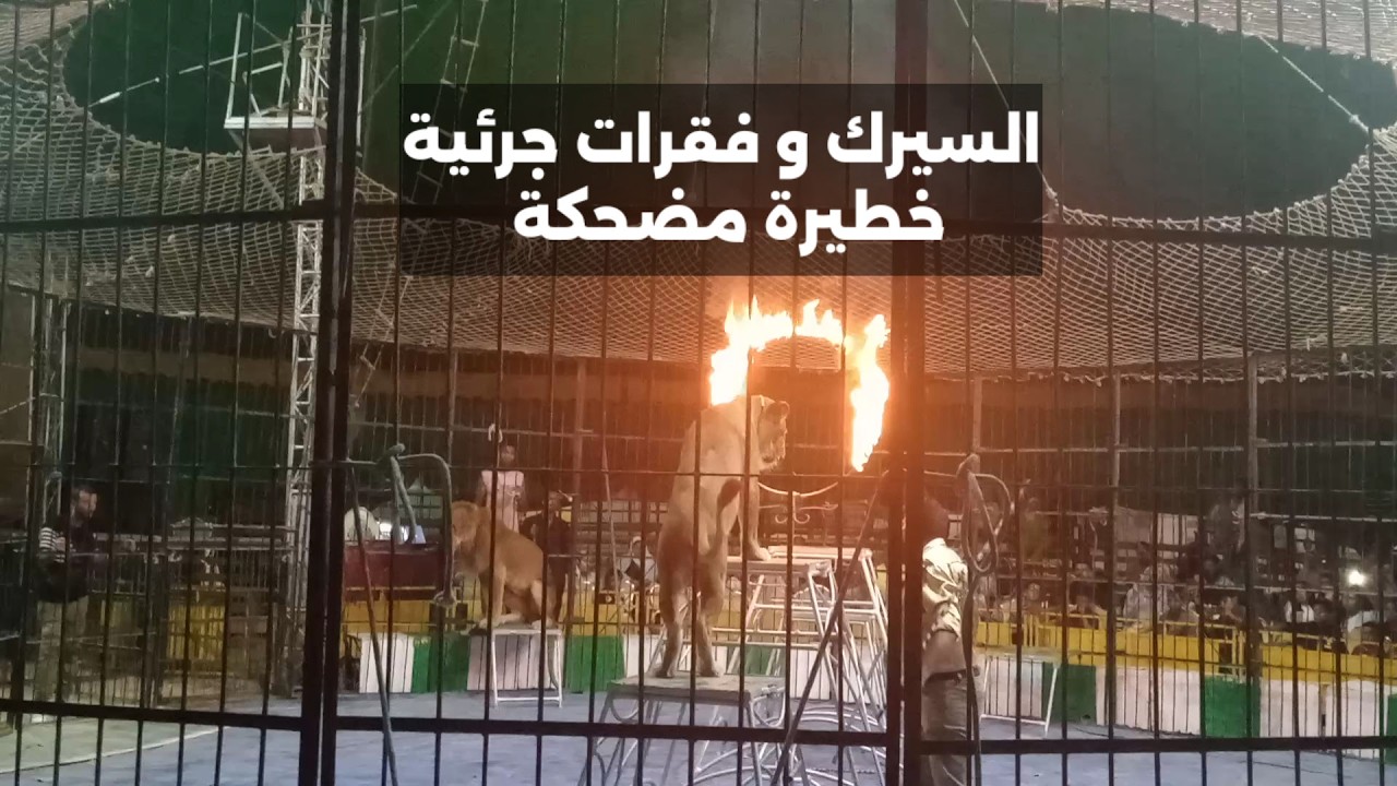 السيرك 💯 سيرك مرسى مطروح 🎉 عروض الاسود البلياتشو المشي على الحبل