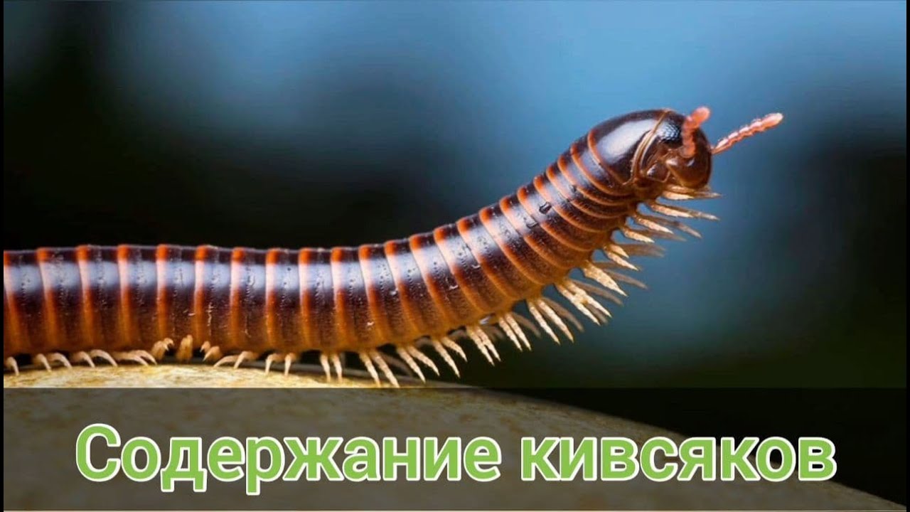 Содержание кивсяков. Обустройство контейнера и кормление