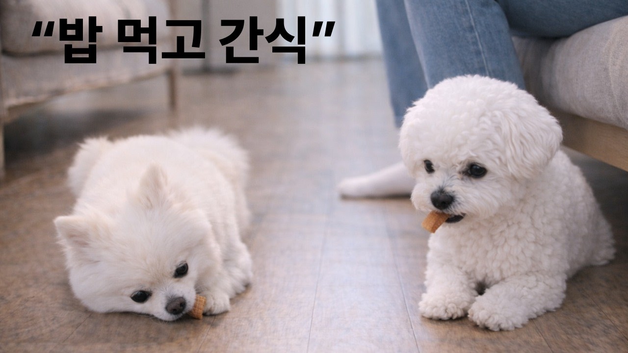 밥 먹고 간식 앞에서 투닥거리는 두 강아지의 하루/Cute Puppy Moments │ Funny & Heartwarming Dog Videos