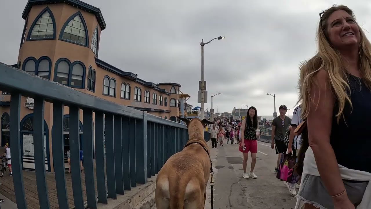 Cash 2.0 Great Dane meeting new people in Santa Monica 114