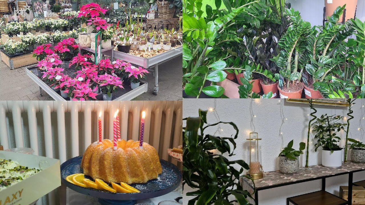 جولة بمحل النباتات 🌱/تجديد التربة 🌿/عيد ميلاد ماما 🎂🤍
