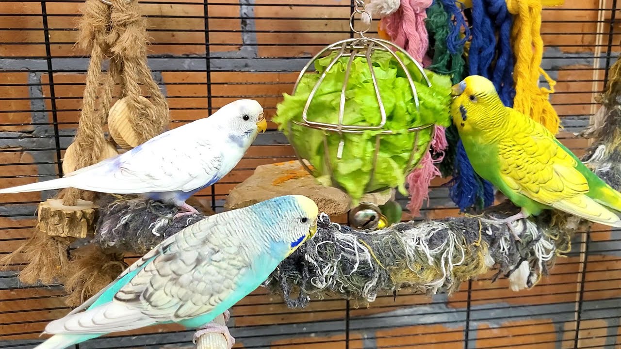 7 hours of budgie parakeet singing and calling sounds