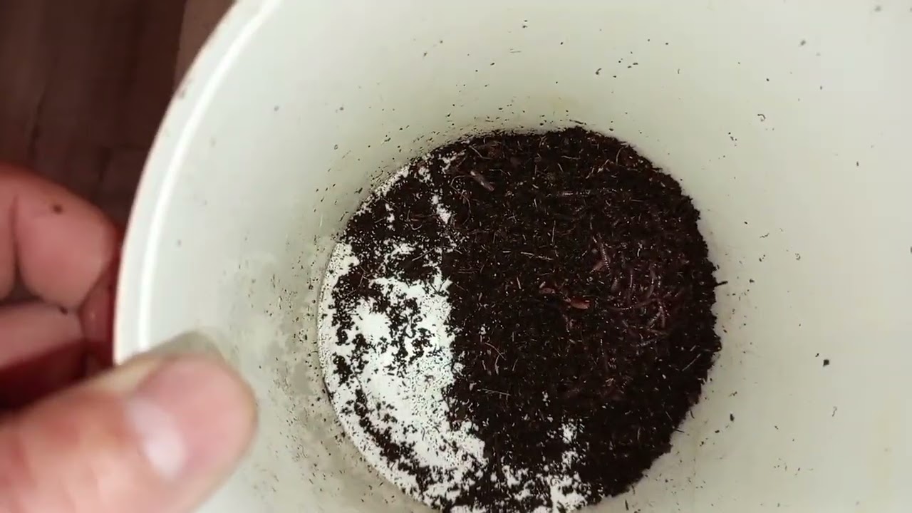 Не разводи червя в квартире  на продажу ,пока не посмотришь видео , часть вторая.