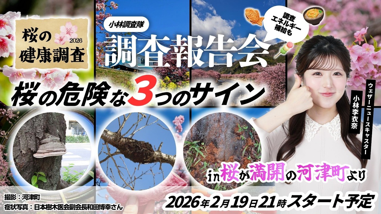 【桜企画2026】綺麗な桜に潜む「3つの危険なサイン」とは？🌸満開の河津町から生配信〜桜の健康診断2026小林調査隊調査報告会〜｜2026.2.19 21:00~
