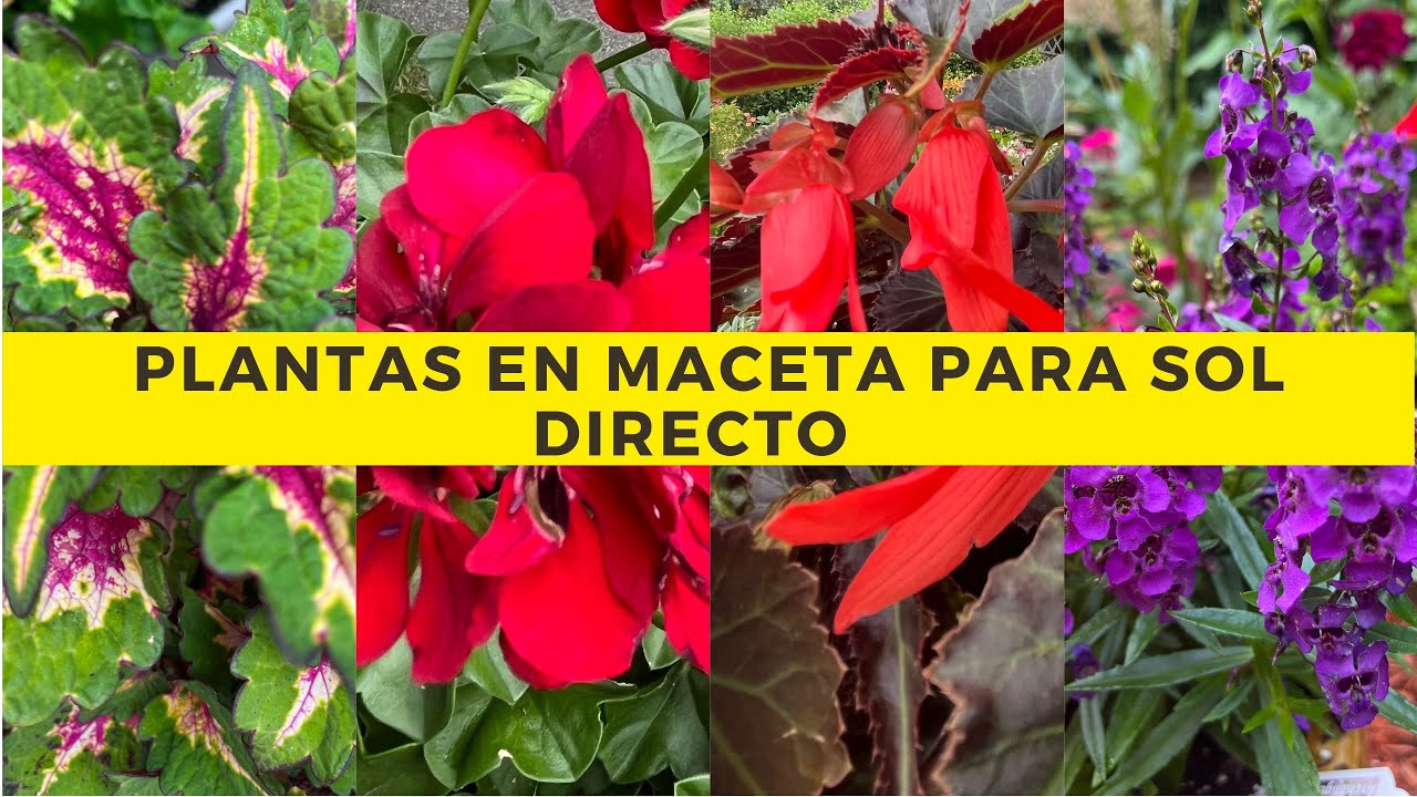 PLANTANDO plantas en MACETA para SOL DIRECTO