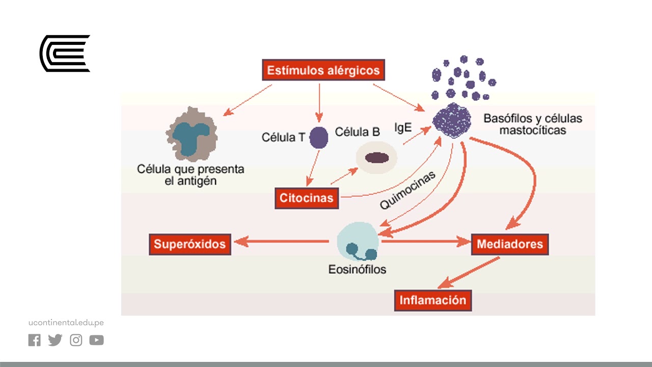 Antihistamínicos: Clorfenamina - cetirizina