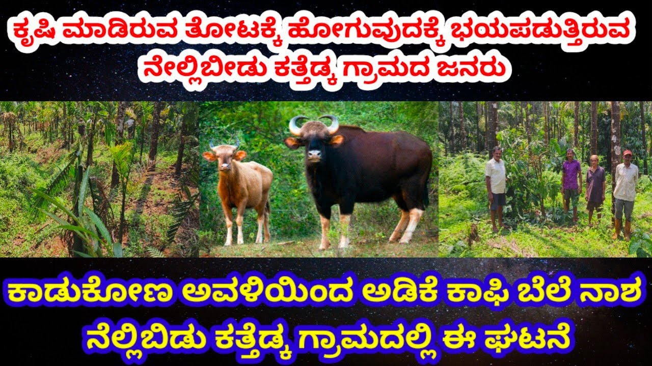 ನೇಲ್ಲಿಬಿಡು ಕತ್ತೆಡ್ಕ ಗ್ರಾಮದ ವರ್ಧಮಾನ್ ಮತ್ತು ನಿರಂಜನ್ ರವರ ತೋಟದ ಅಡಿಕೆ ಕಾಫಿ ನಾಶ ಮಾಡಿದ ಕಾಡುಕೋಣ..