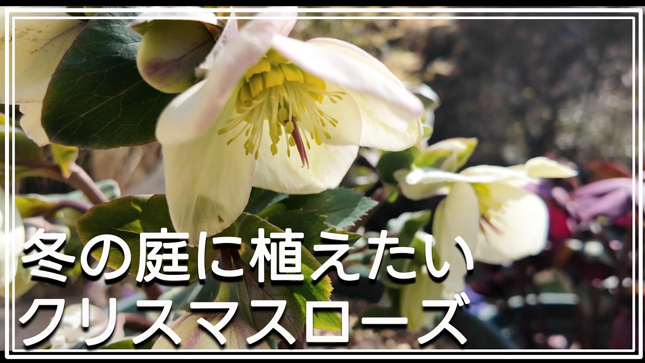 冬におすすめのクリスマスローズ｜氷の薔薇や花がたくさん咲く原種系