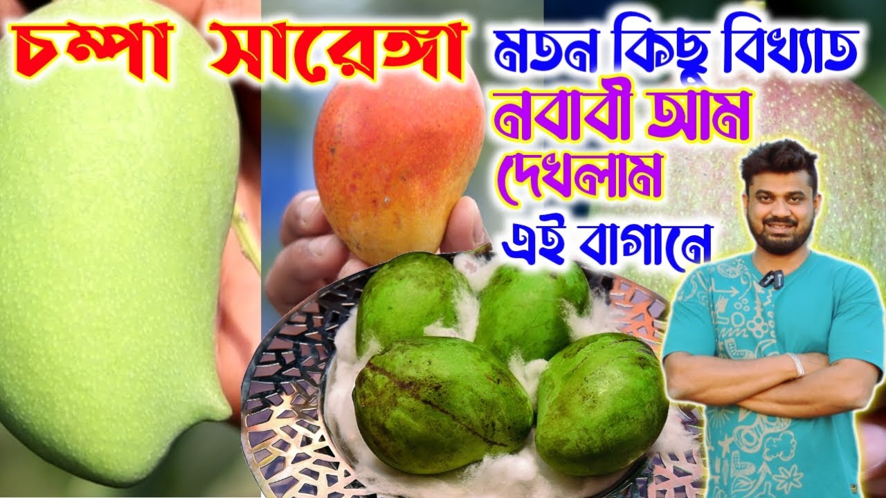 চম্পা সারেঙ্গা এমনই কিছু  সেরা স্বাদের বিখ্যাত মুর্শিদাবাদের নবাবী আম দেখলাম এই বাগানে