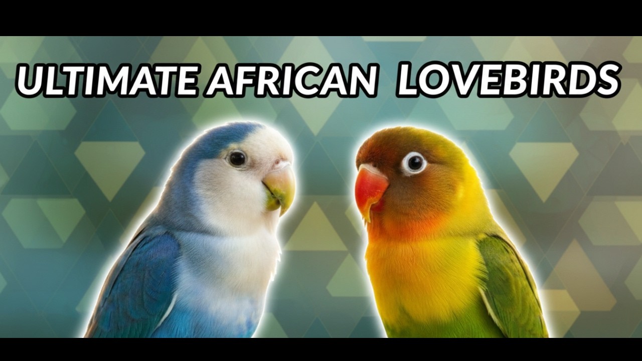 The Ultimate African Lovebird