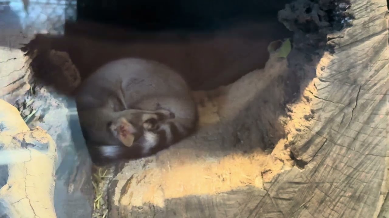 Зоопарк округа Ориндж (OC Zoo)