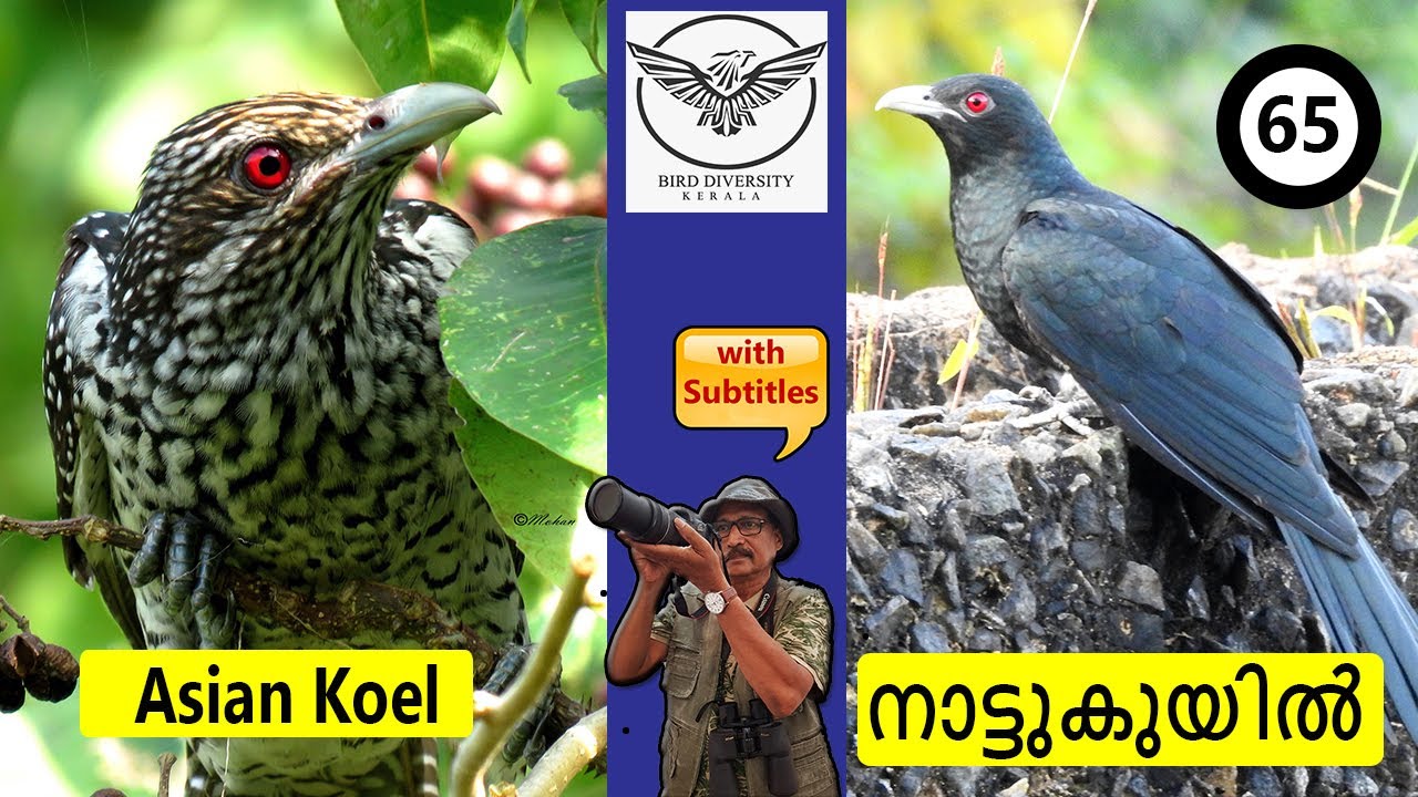 65 | Asian Koel | Nattu Kuyil | Karim Kuyil | Kakka Kuyil | Pullikuyil | Kuyil | നാട്ടുകുയിൽ | കുയിൽ