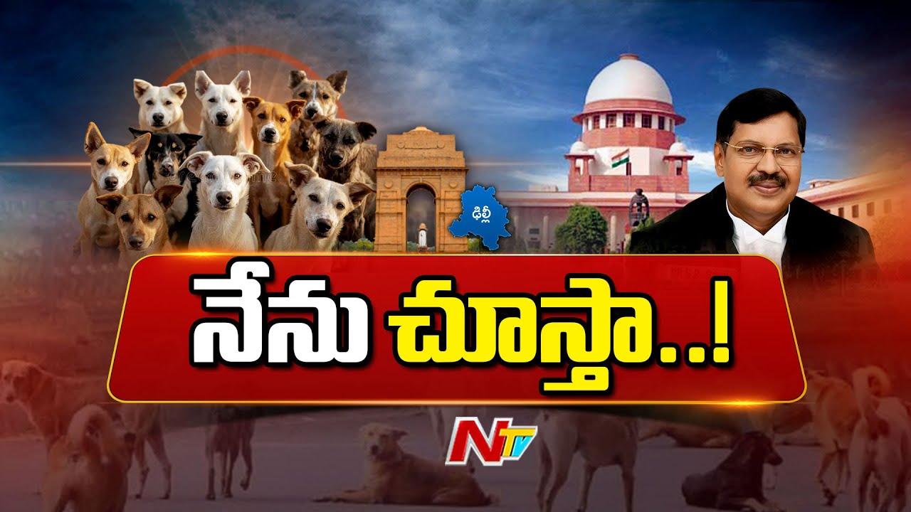 ‘Will look into it’: CJI Gavai on stray dogs order | Supreme Court | Delhi | NTV Telugu